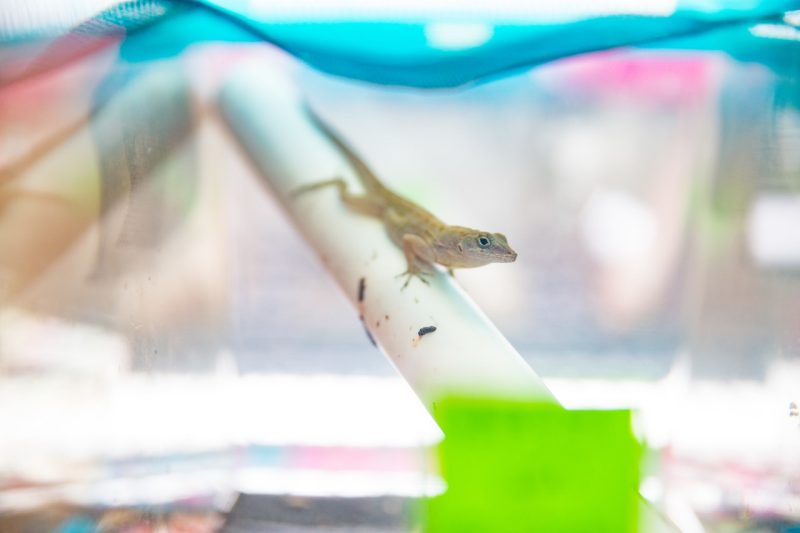 Lizard crawls down a tube in a lab