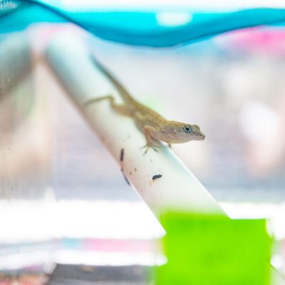 small reptile on tube
