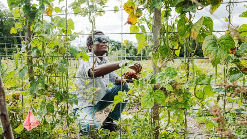 Creating Technologies MFA student Rodney Kimbangu harvesting beans in the Indigenous Garden.