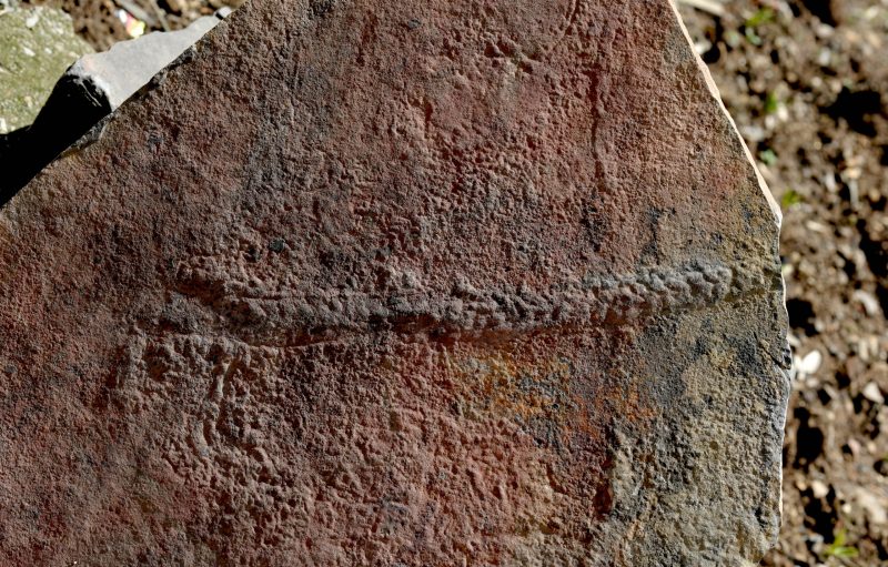 close-up of fossil of animal trail in rock