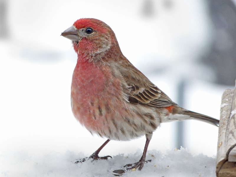 Little red bird